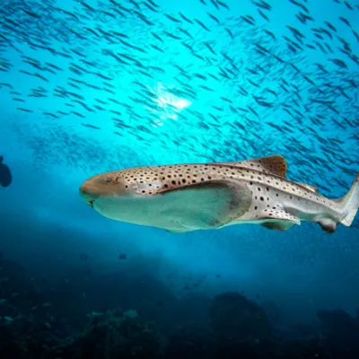 Sea Creatures at SEA LIFE Malaysia