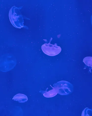 Star Creatures of SEA LIFE Malaysia